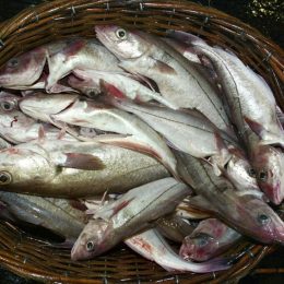 Cientistas alertam que aquecimento global vai deixar peixes nanicos