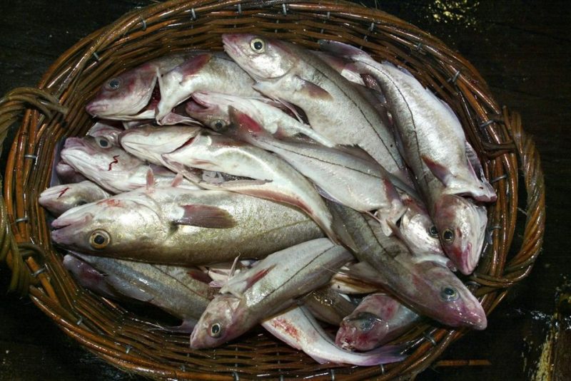 Cientistas alertam que aquecimento global vai deixar peixes nanicos