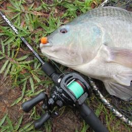 Técnicas para pesca de tilápia em pesqueiros