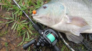 Técnicas para pesca de tilápia em pesqueiros