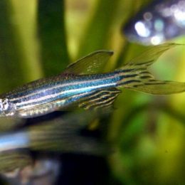 Estes peixes podem ajudar a perceber a importância do apoio dos outros