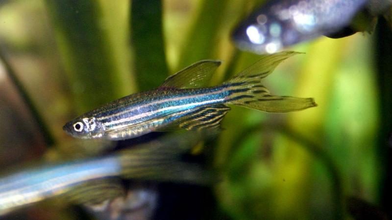 Estes peixes podem ajudar a perceber a importância do apoio dos outros