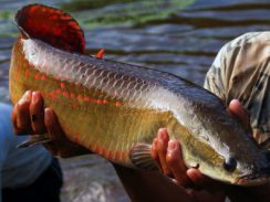 Pirarucu conquista espaço na culinária japonesa
