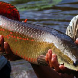 Pirarucu conquista espaço na culinária japonesa