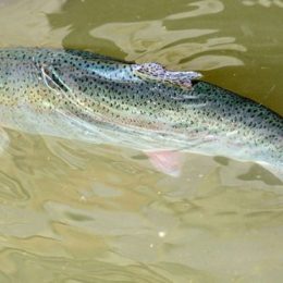 Pescadores são 'convocados' a capturar 80 mil trutas que fugiram de cativeiro na Dinamarca