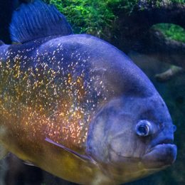 Encontro estranho: pescadores suecos capturam 'primo da piranha' em águas nórdicas