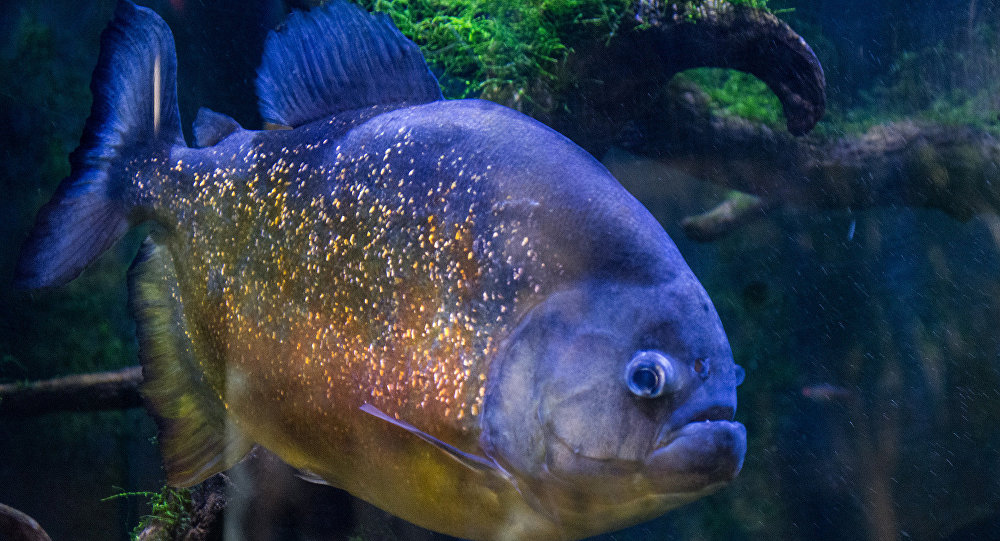 Encontro estranho: pescadores suecos capturam 'primo da piranha' em águas nórdicas