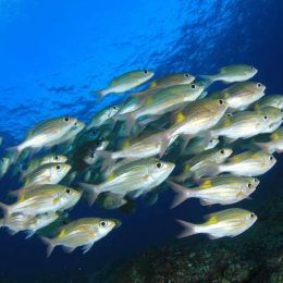 Aquecimento global força a migração de peixes