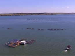 Ministro da Agricultura libera áreas para a produção de tilapias em Mato Grosso do Sul