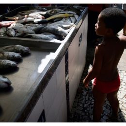 Brasil lidera aumento de consumo de peixes de aquicultura