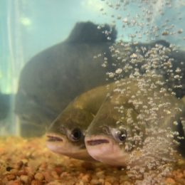 Presidente de associação fala sobre implantação de aquaponia na região