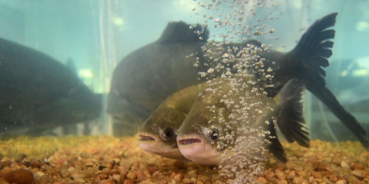 Presidente de associação fala sobre implantação de aquaponia na região