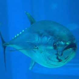 Atum rabilho do Pacífico