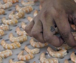 Guerra do camarão volta à esfera política