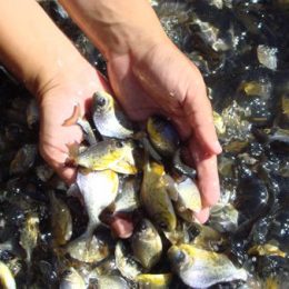 Revitalização da pesca e da aquicultura vai beneficiar mais de 40 mil pescadores