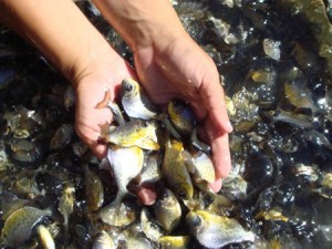 Revitalização da pesca e da aquicultura vai beneficiar mais de 40 mil pescadores