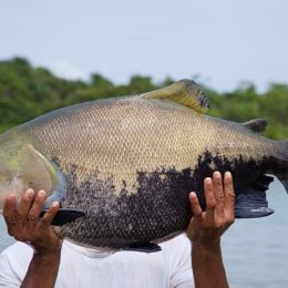 Especialistas internacionais debaterão reprodução de peixes em Manaus