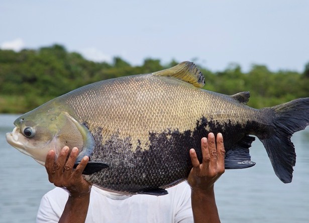 Especialistas internacionais debaterão reprodução de peixes em Manaus