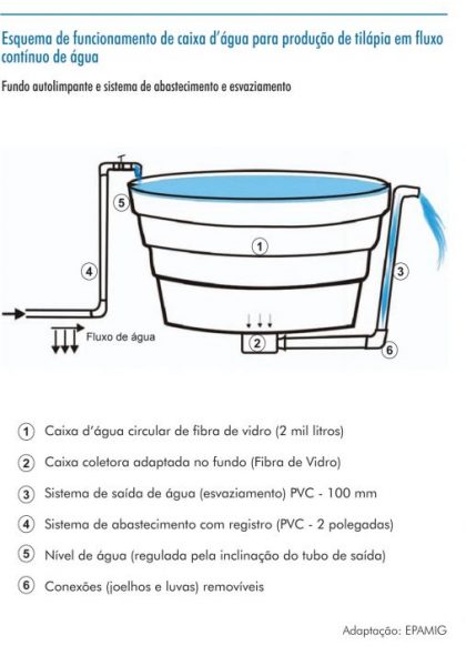 Esquema - producao de tilapia