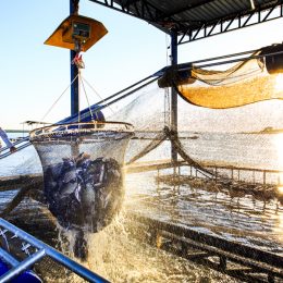 Liberação para criação da tilápia no estado do Tocantins