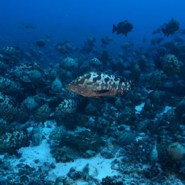 Governo libera pesca de peixes que integram lista de extinção