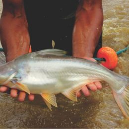 A nova aposta da aquicultura brasileira