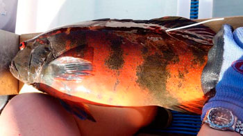 Cientistas descobrem câncer de pele em peixes do Pacífico