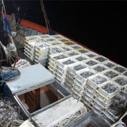 Fazenda desonera folha de pagamento para o setor de pescado