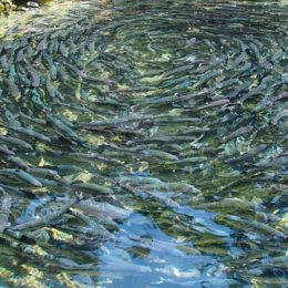 Insetos são nova alternativa para alimentar frangos e peixes