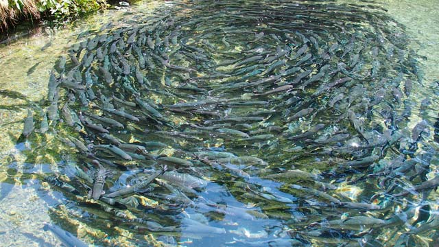 Insetos são nova alternativa para alimentar frangos e peixes