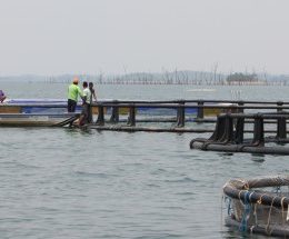 Consulta sobre atividades potencialmente poluidoras do Ibama acaba em 31 de julho