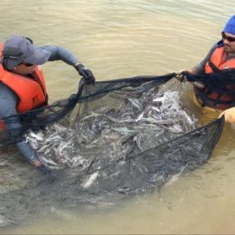 Piramutabas de cativeiro são uma ótima opção para piscicultura
