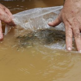 Resultados positivos de reprodução de piramutaba na UHE Santo Antônio