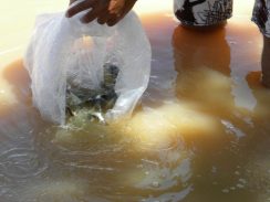 Ampliação da linha de crédito para piscicultores do Paraná