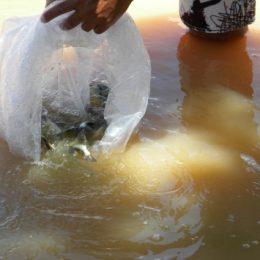 Ampliação da linha de crédito para piscicultores do Paraná