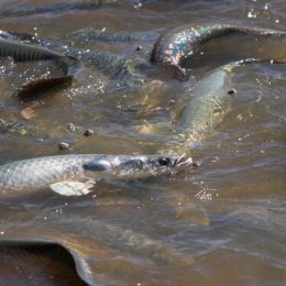 Produção de peixes no Brasil cresce e MT é o quarto maior produtor