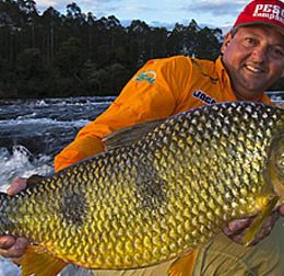 Oito curiosidades sobre a piapara