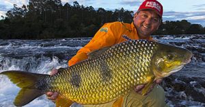 Oito curiosidades sobre a piapara