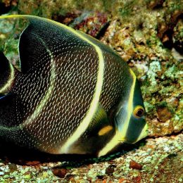 Pesquisa de brasileiro explica cores vivas dos peixes de coral