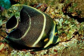 Pesquisa de brasileiro explica cores vivas dos peixes de coral