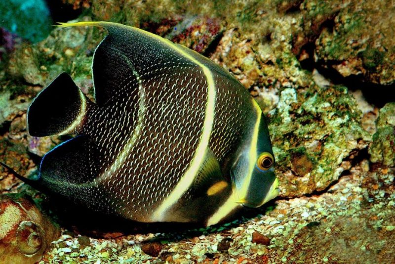 Pesquisa de brasileiro explica cores vivas dos peixes de coral