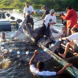 Piscicultura-comunidades-projeto-Embrapa-AM