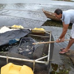 Divisão de Piscicultura da Empasa atinge metas do primeiro semestre