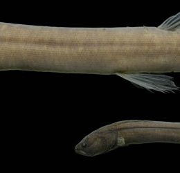 Pesquisadores do Inpa identificam 'peixe misterioso' da Amazônia