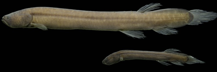 Pesquisadores do Inpa identificam 'peixe misterioso' da Amazônia