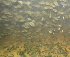 Tambacu e tambatinga são comercializados em Mato Grosso