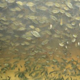 Tambacu e tambatinga são comercializados em Mato Grosso