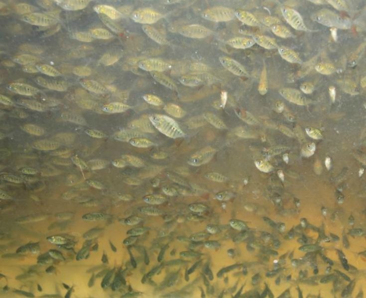 Tambacu e tambatinga são comercializados em Mato Grosso