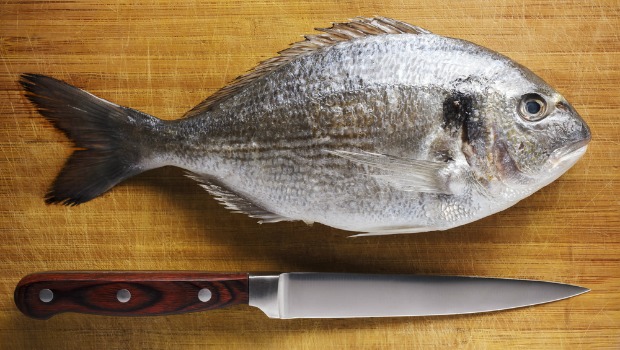 Aprenda como tratar peixes da Amazônia