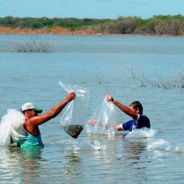 Reprodução de peixes no São Francisco faz reaparecer espécies em risco de extinção